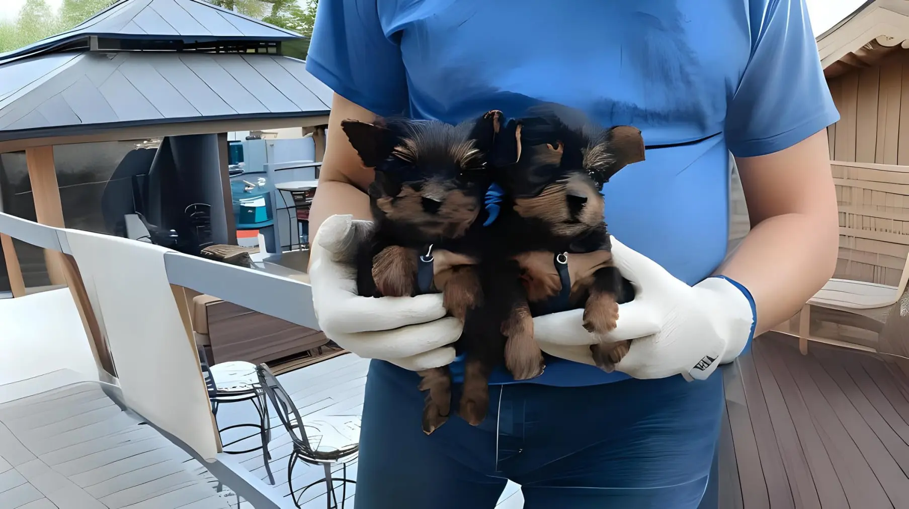 BeBe's Precious Pups