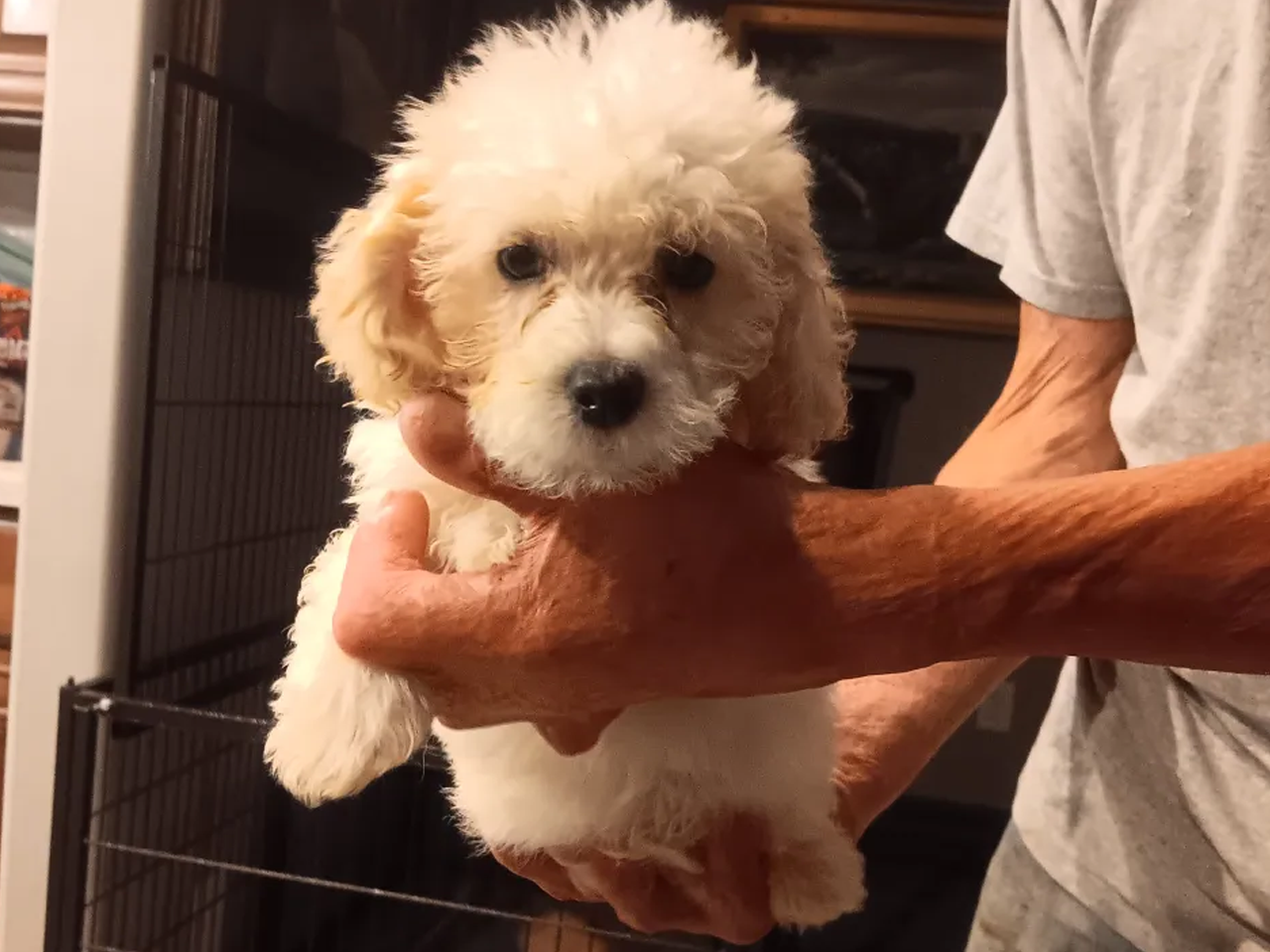 Maltepoo male available now