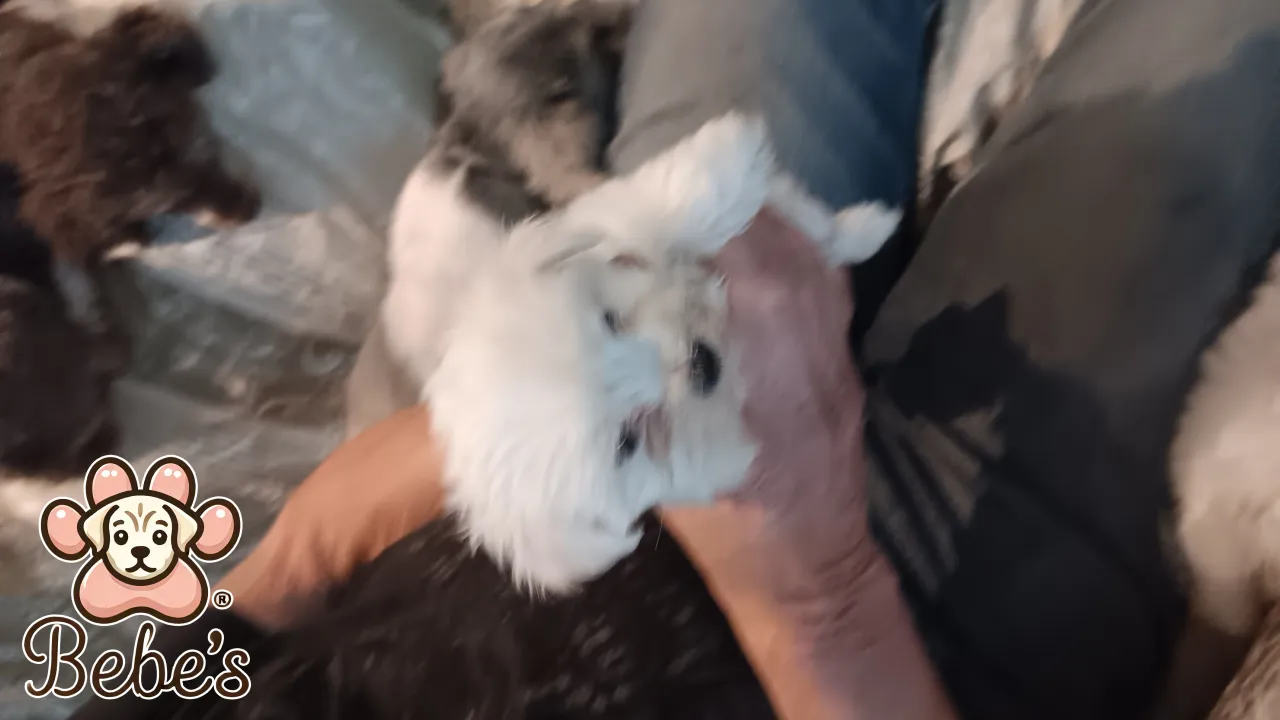 Maltese tiny male and female 