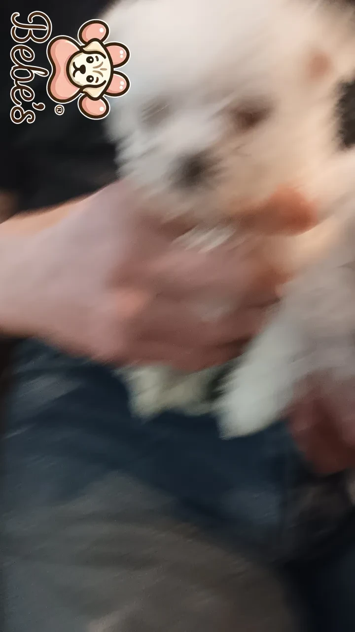 Maltese tiny male and female 