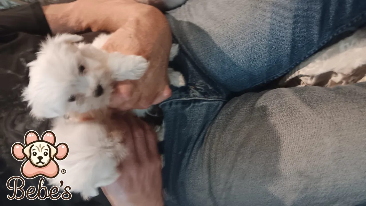 Maltese tiny male and female 