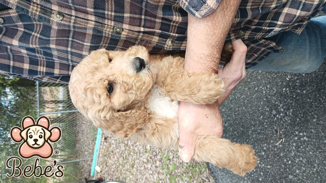 Standard poodle puppies 