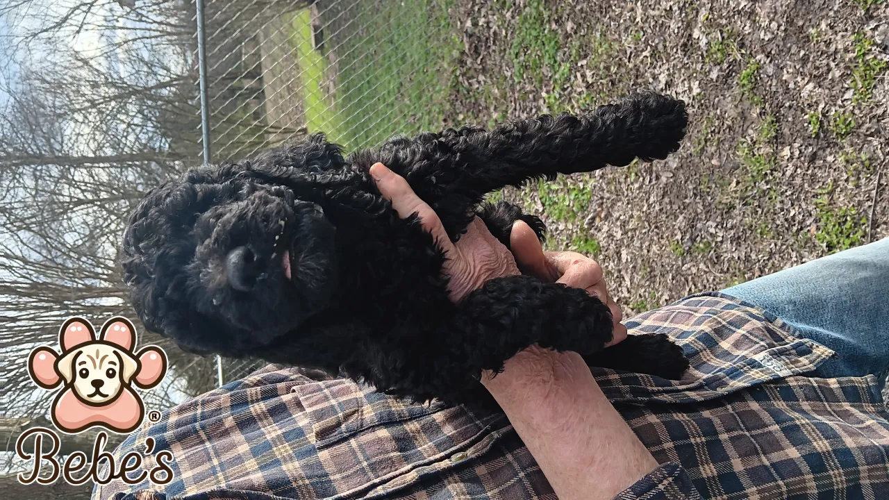 Standard poodle puppies 