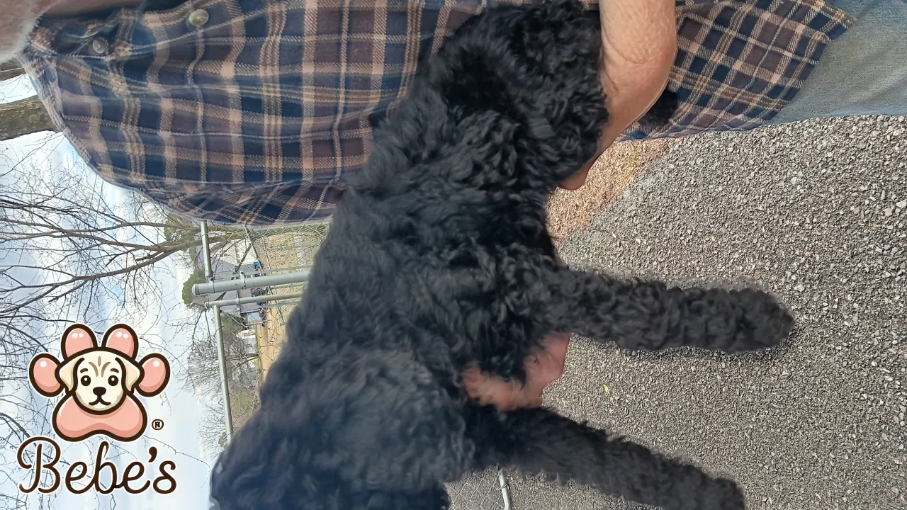 Standard poodle puppies 