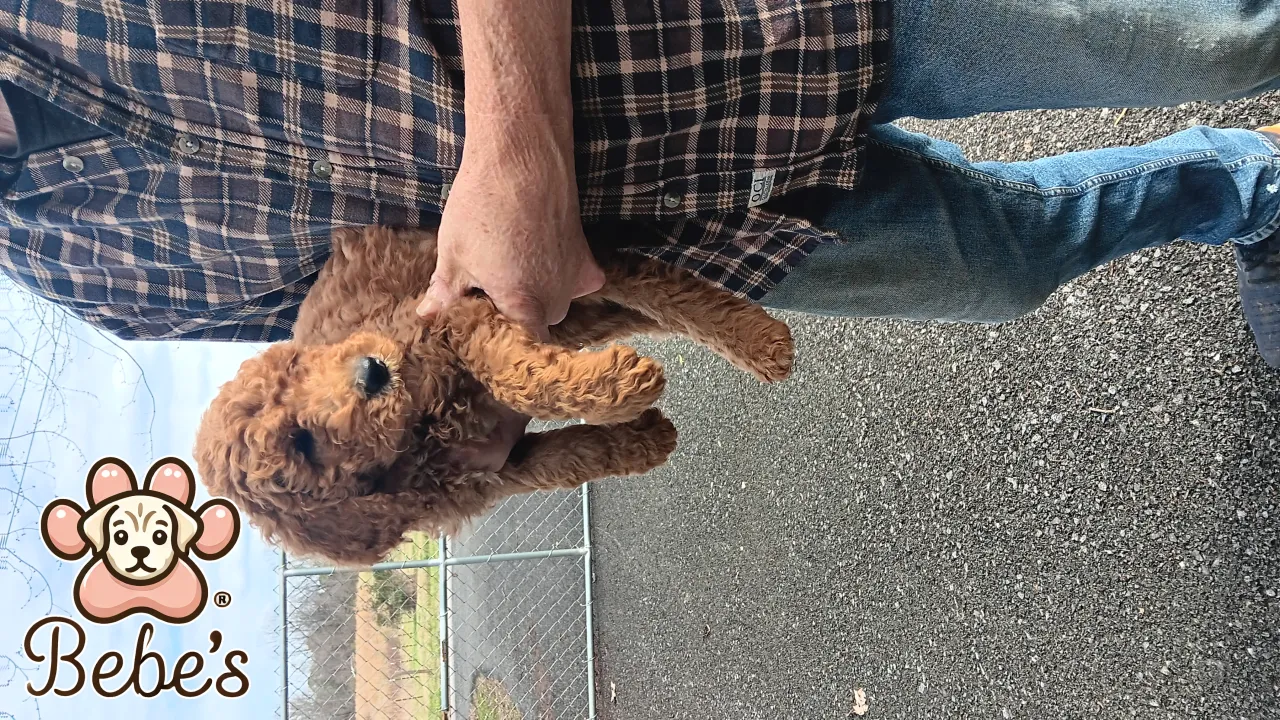 Standard poodle puppies 